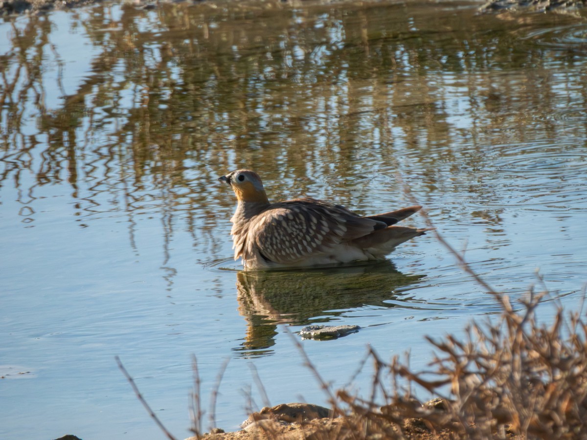 Crowned Sandgrouse - ML642379320