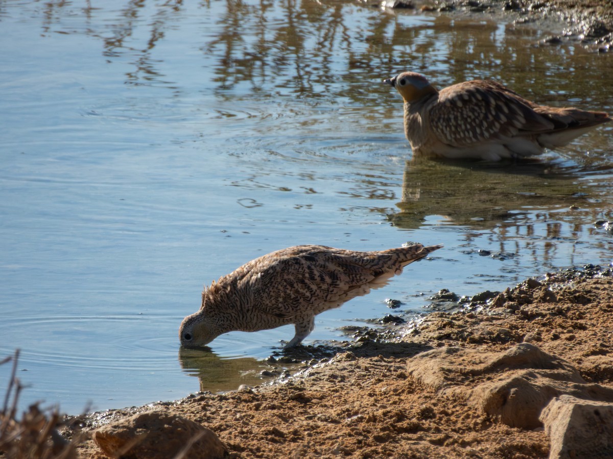 Crowned Sandgrouse - ML642379321