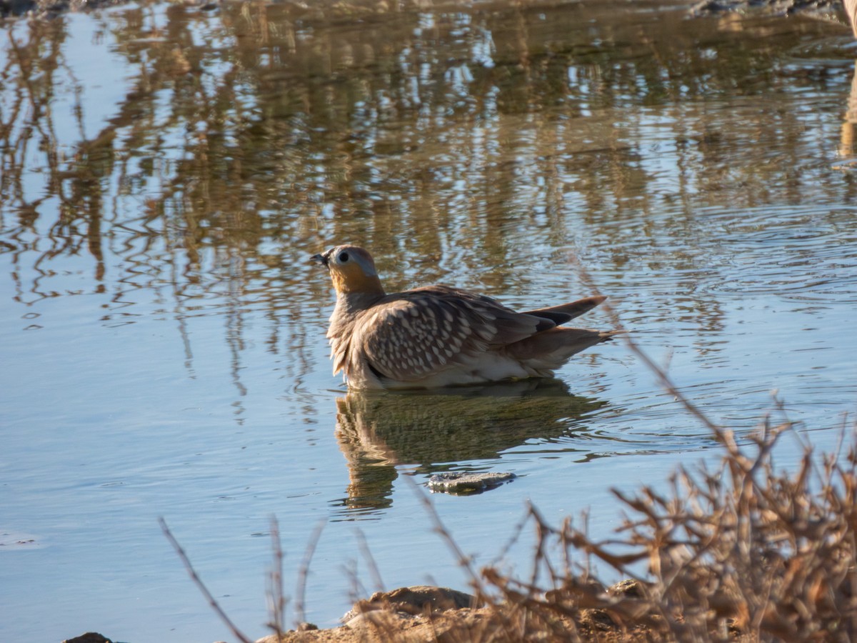 Crowned Sandgrouse - ML642379322