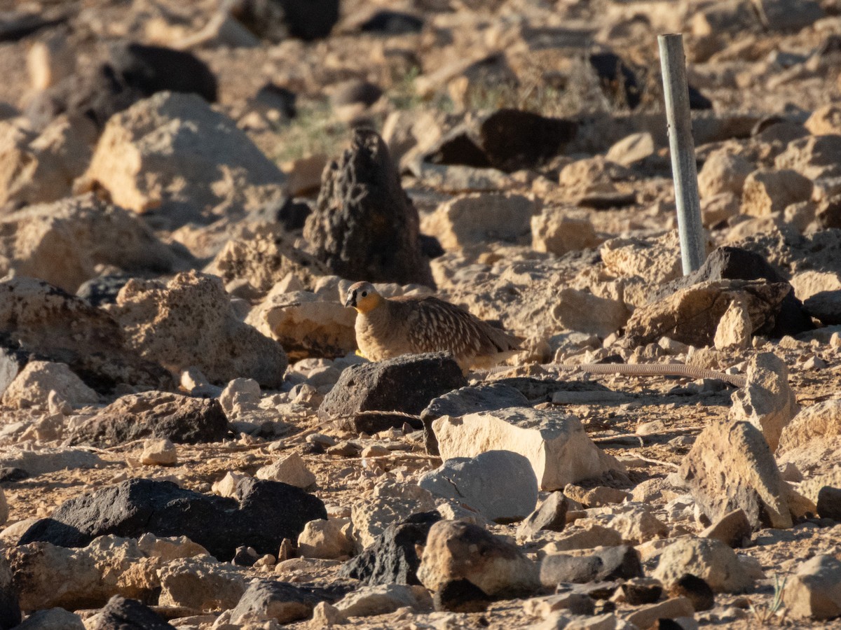 Crowned Sandgrouse - ML642379323