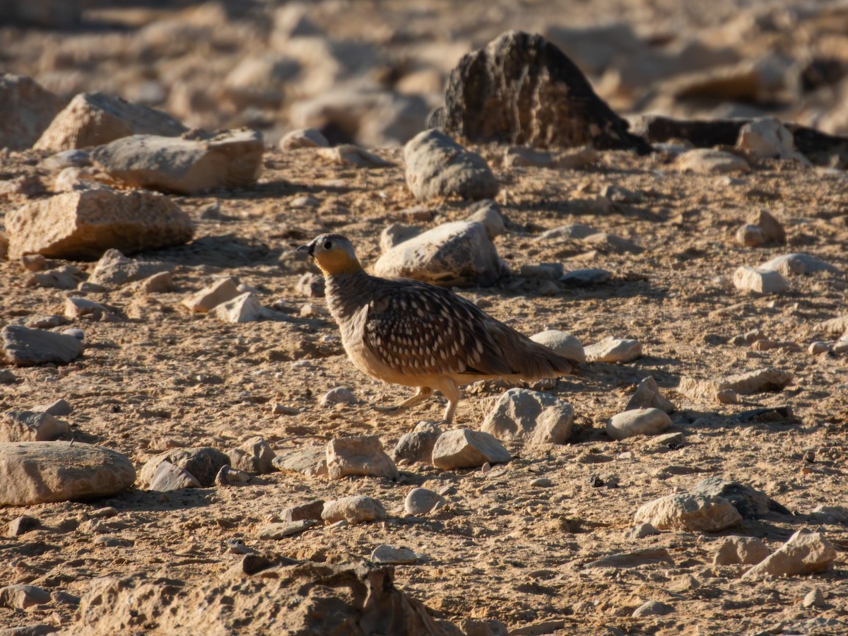 Crowned Sandgrouse - ML642379324