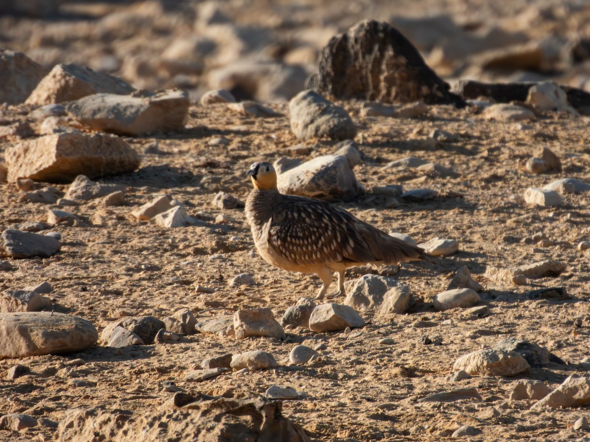 Crowned Sandgrouse - ML642379325