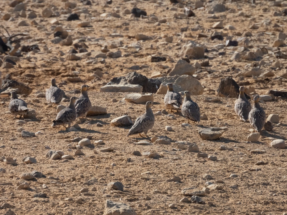 Crowned Sandgrouse - ML642379326