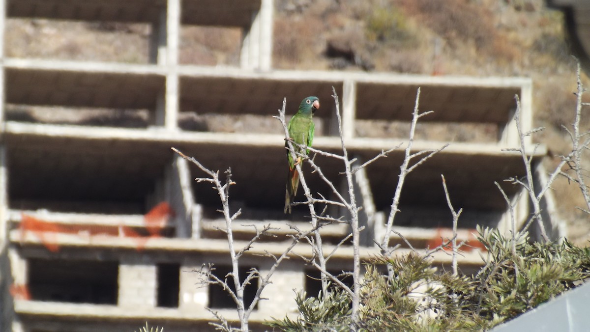 Blue-crowned Parakeet - ML642379340