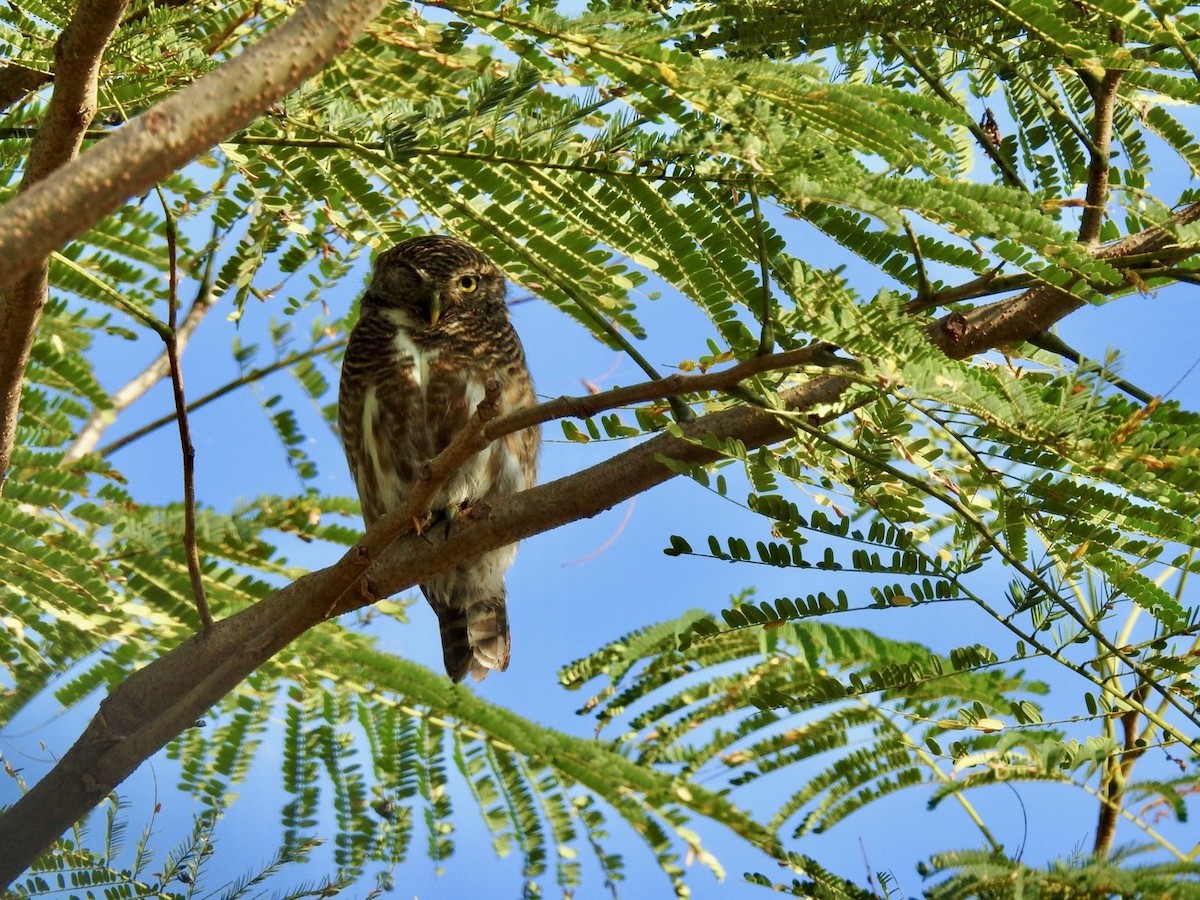 Asian Barred Owlet - ML642379347