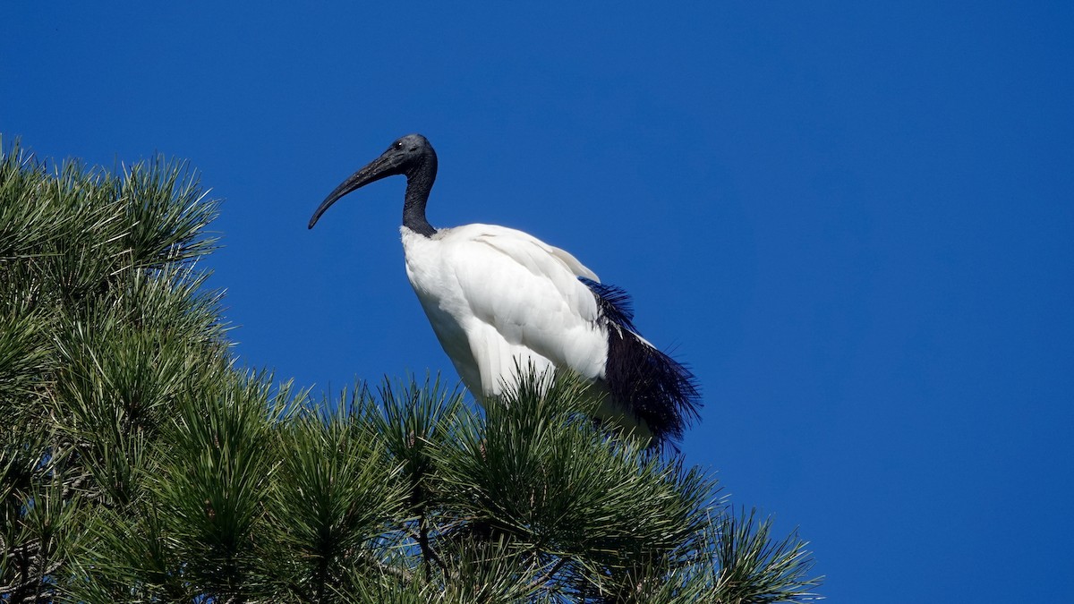 African Sacred Ibis - ML642379349