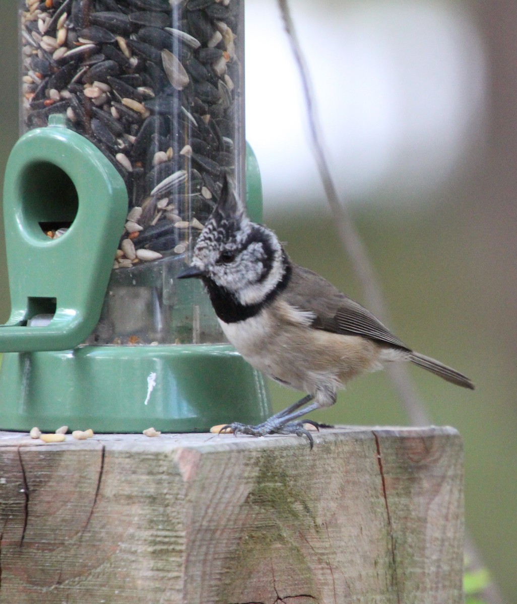 Crested Tit - ML642379350