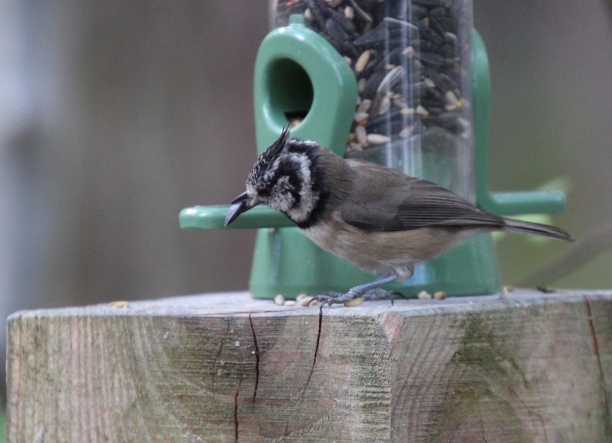 Crested Tit - ML642379351