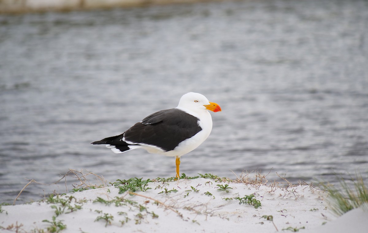 Pacific Gull - ML642379352