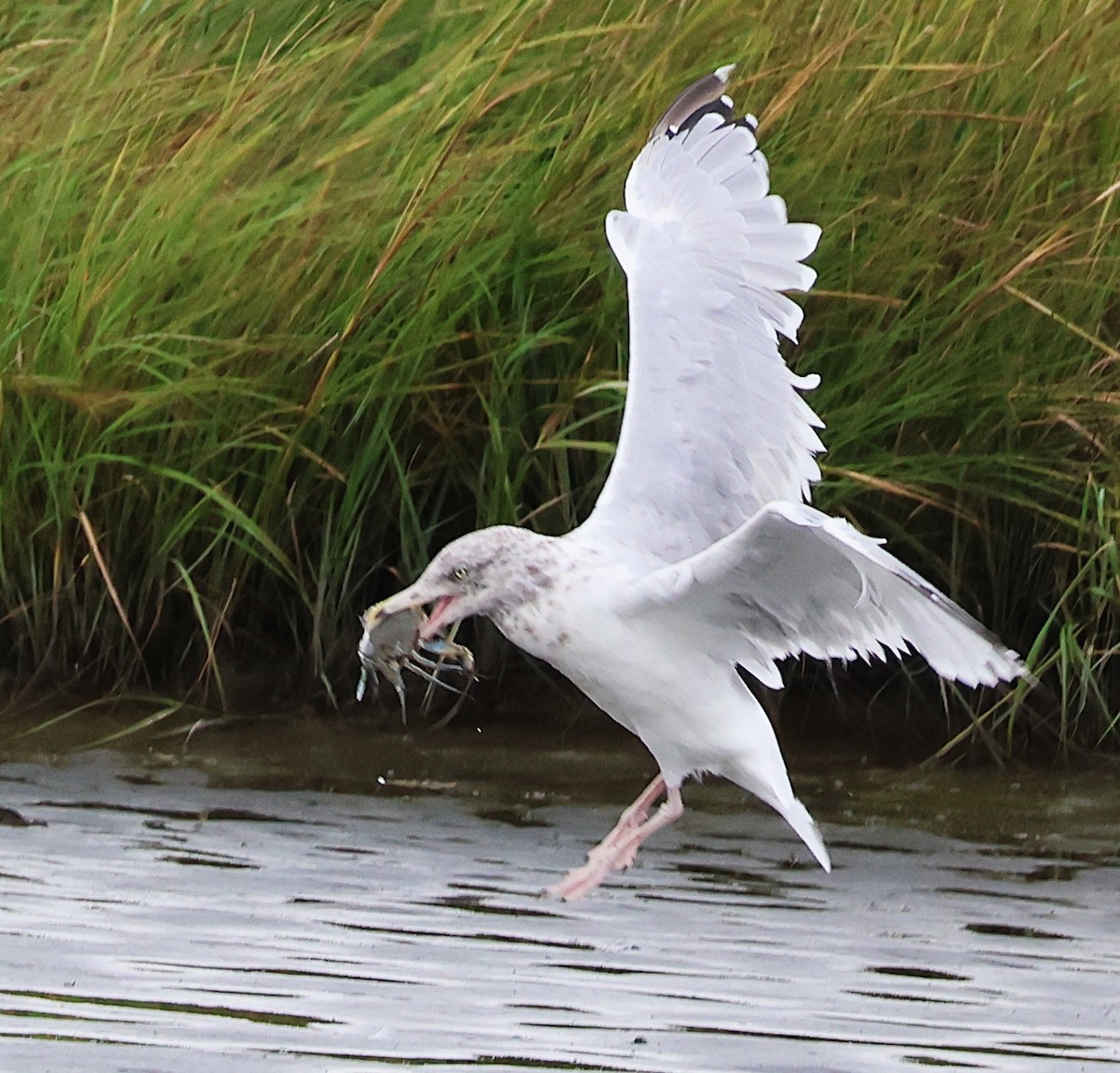 American Herring Gull - ML642379354