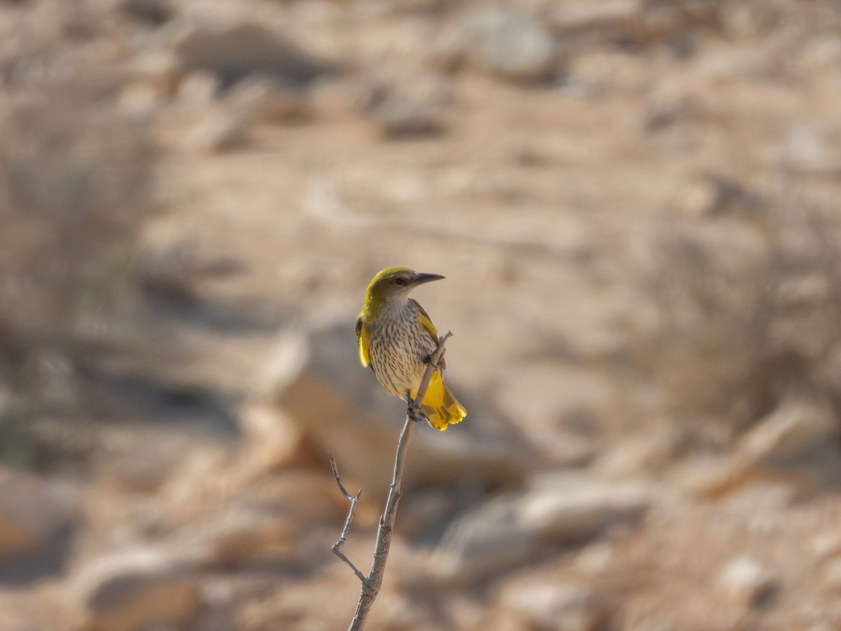 Eurasian Golden Oriole - ML642379355