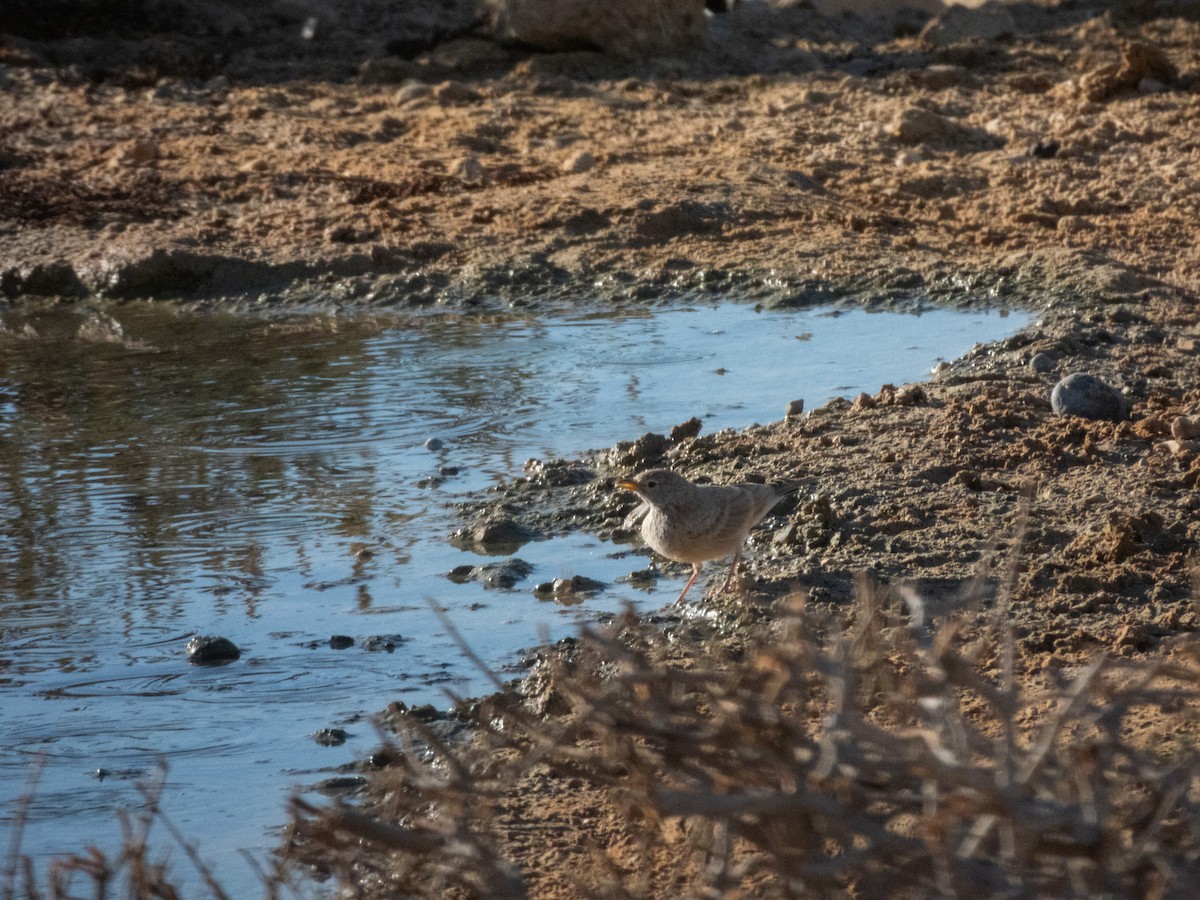 Desert Lark - ML642379359