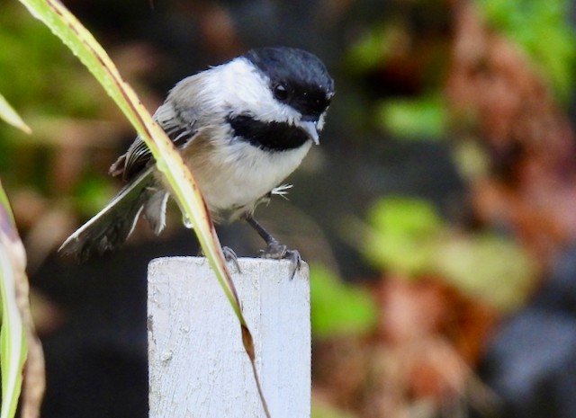 Black-capped Chickadee - ML642379360