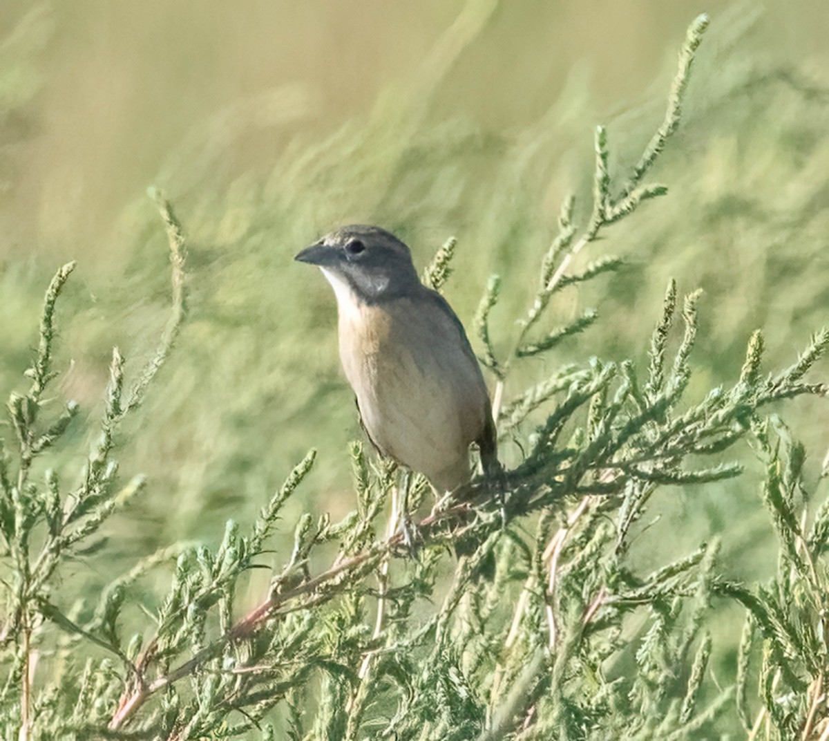 Dickcissel - ML642379362