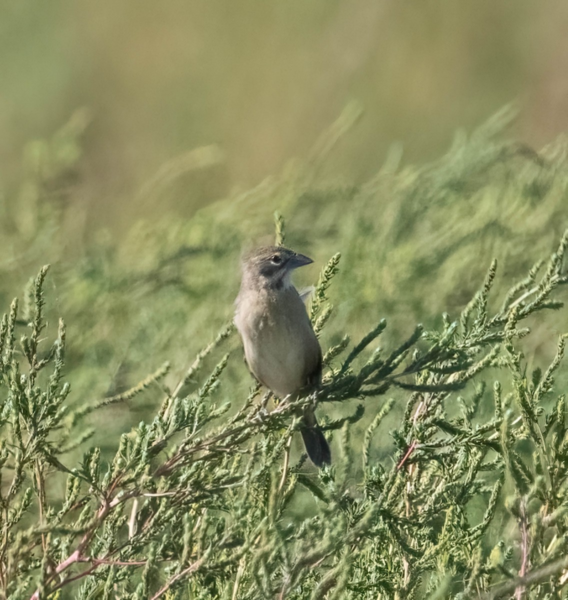 Dickcissel - ML642379363