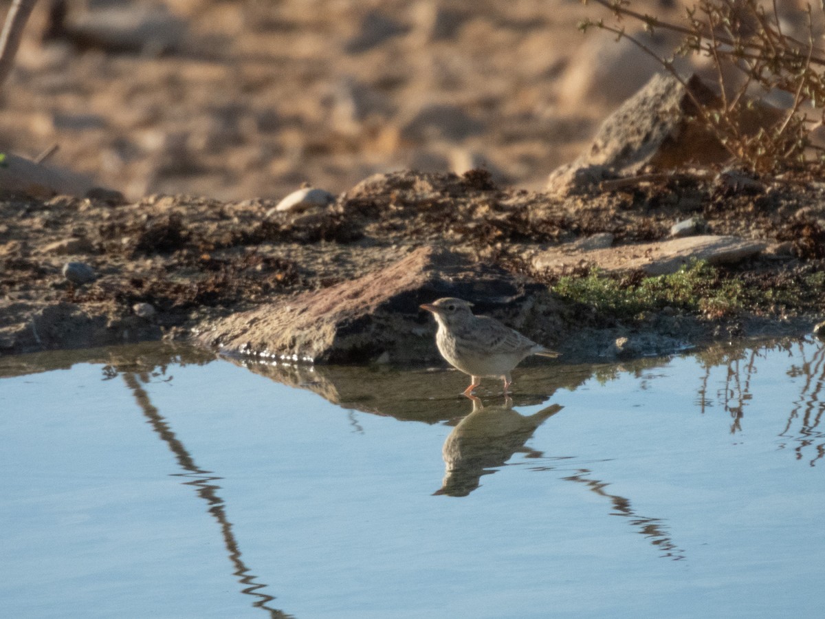 Crested Lark - ML642379365