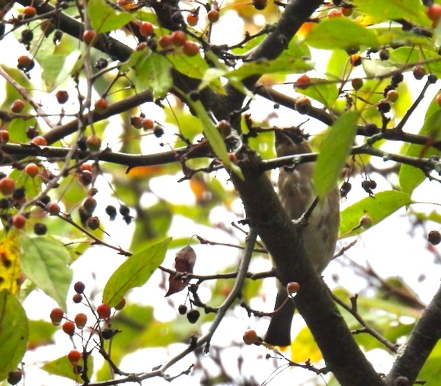 Cedar Waxwing - ML642379367