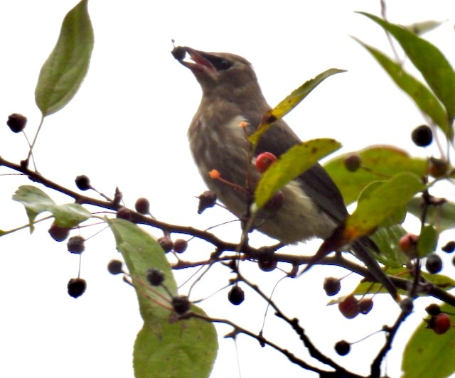 Cedar Waxwing - ML642379368