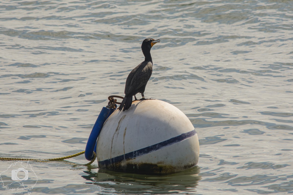 Double-crested Cormorant - ML642379371