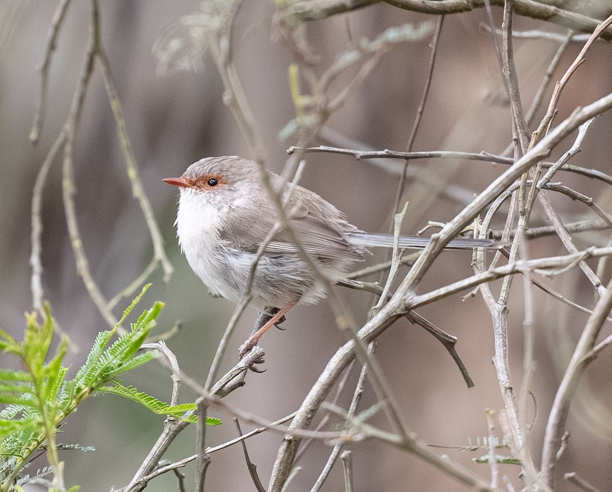 Superb Fairywren - ML642379372