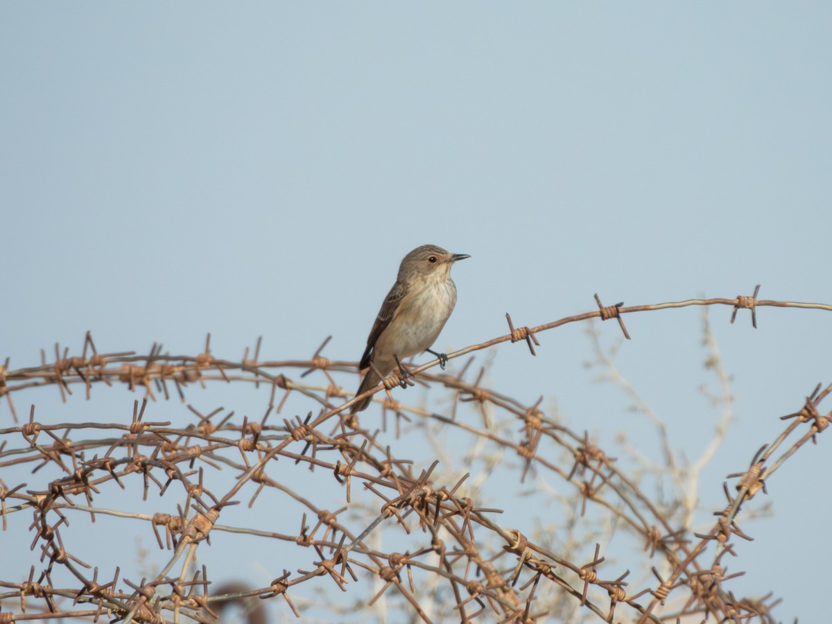 Spotted Flycatcher - ML642379375