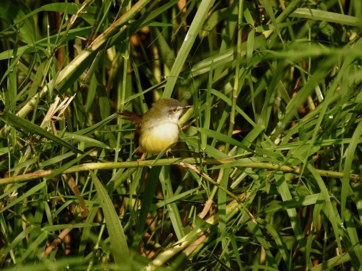 Yellow-bellied Prinia (Yellow-bellied) - ML642379387