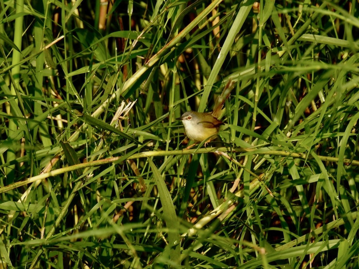 Yellow-bellied Prinia (Yellow-bellied) - ML642379388