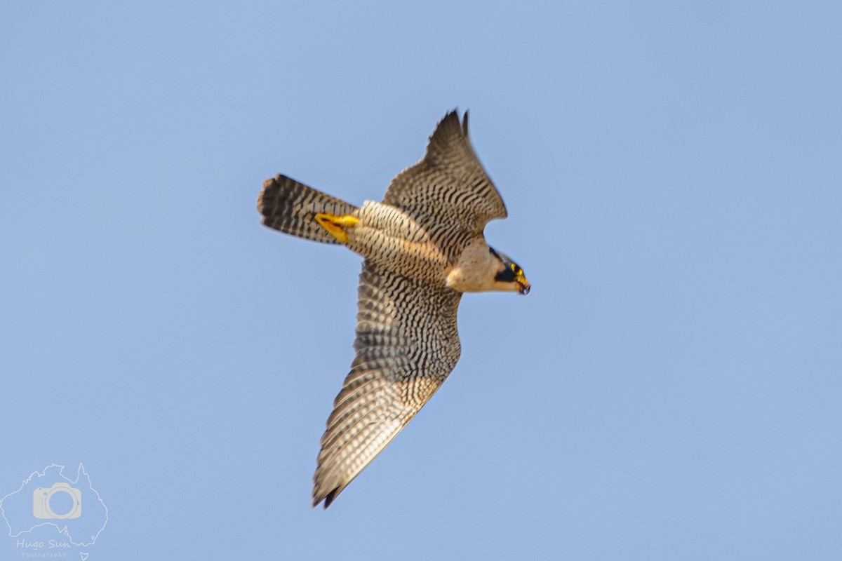 Peregrine Falcon - ML642379389