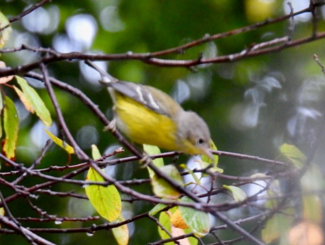 Magnolia Warbler - ML642379390