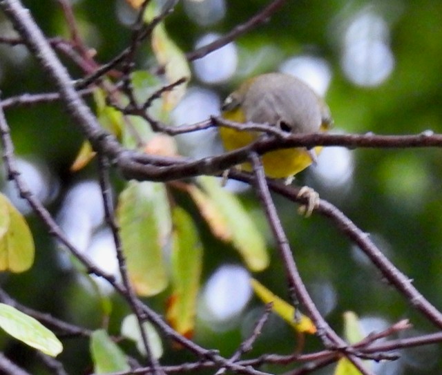 Magnolia Warbler - ML642379391