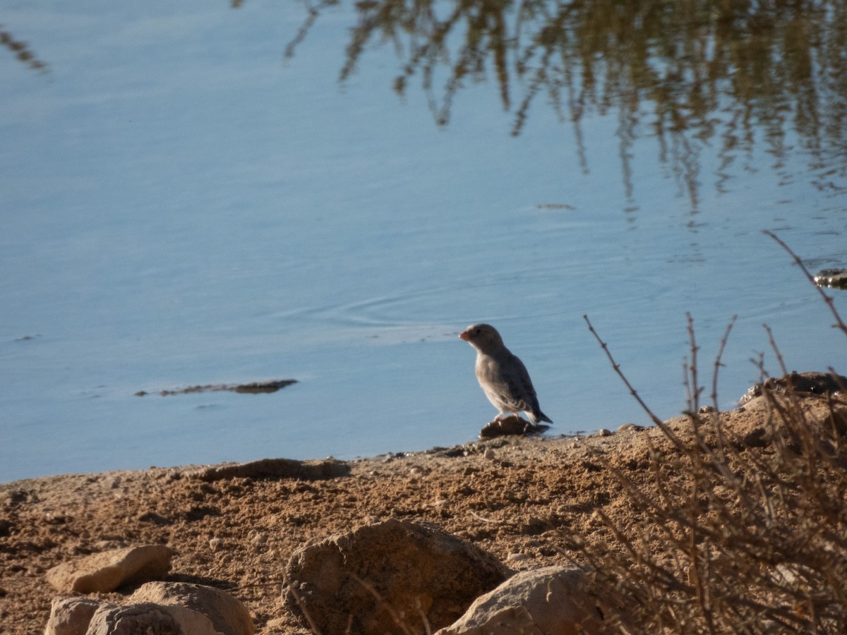 Trumpeter Finch - ML642379392