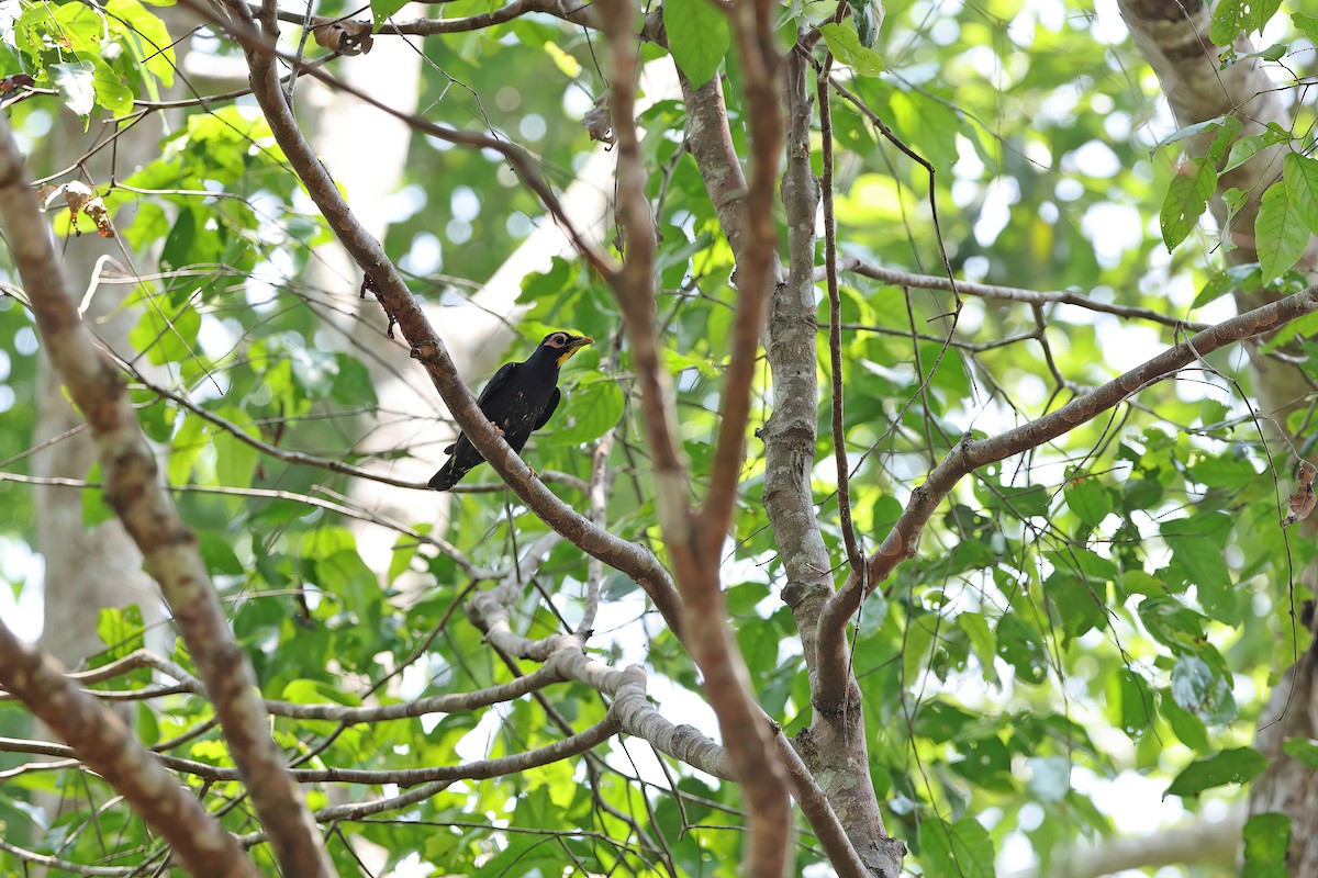 Golden-crested Myna - ML642379394