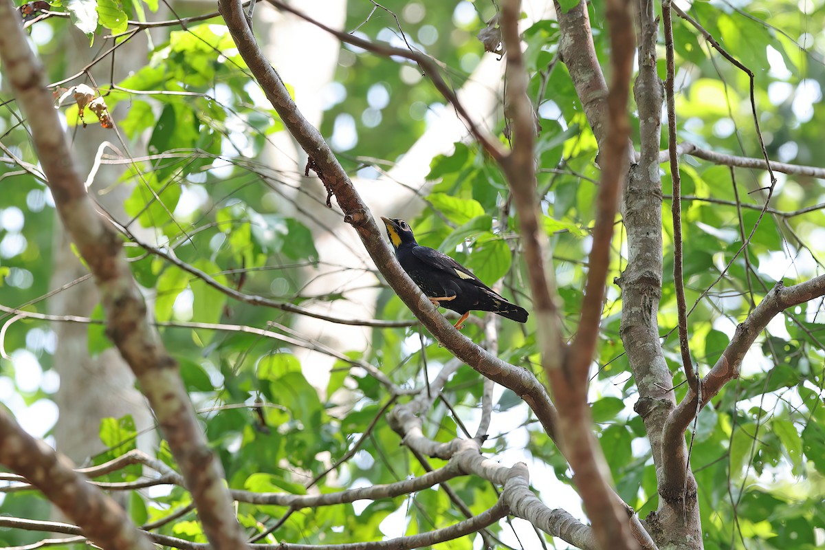 Golden-crested Myna - ML642379395