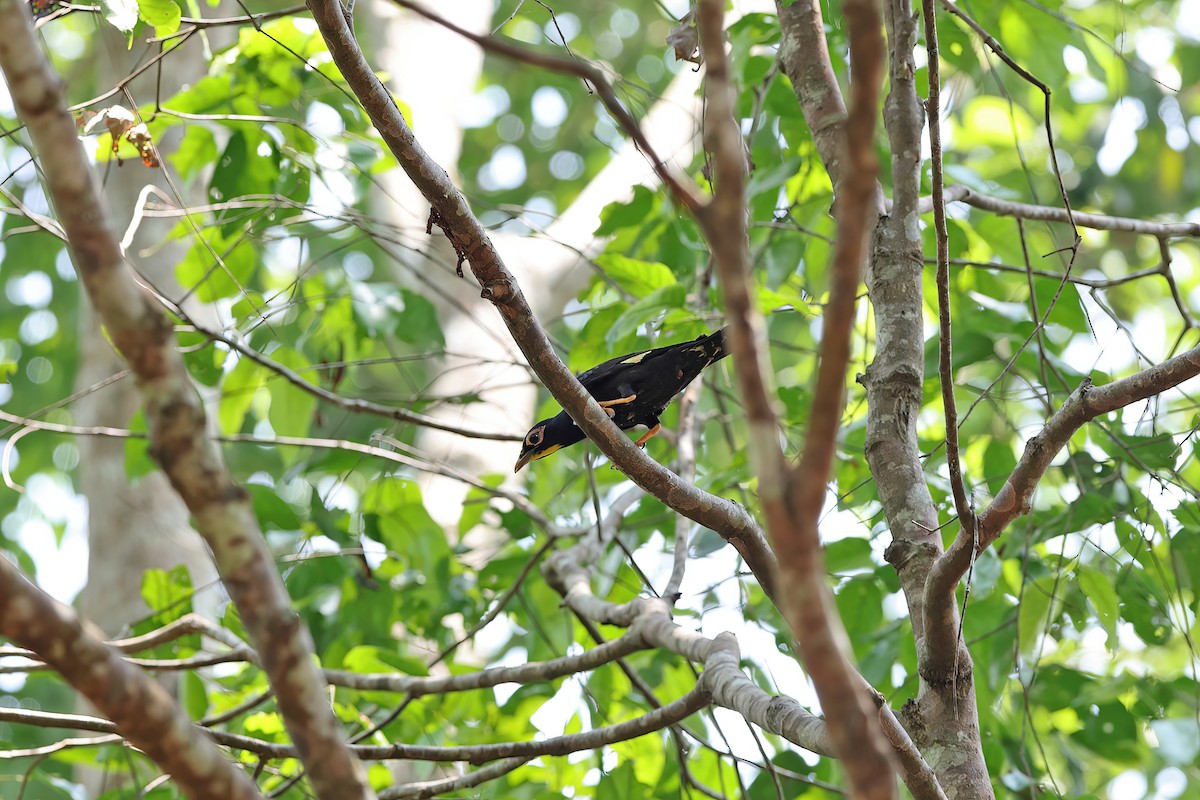 Golden-crested Myna - ML642379396