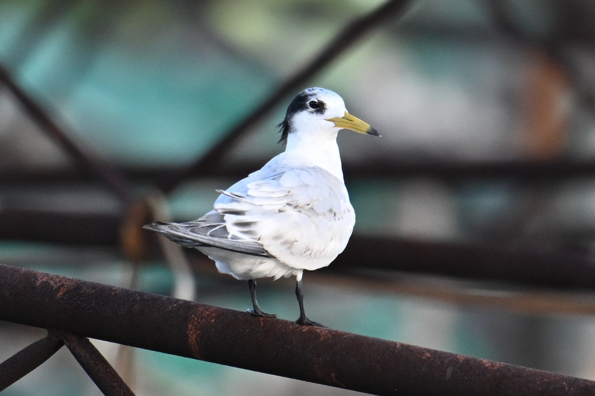Chinese Crested Tern - ML642379398