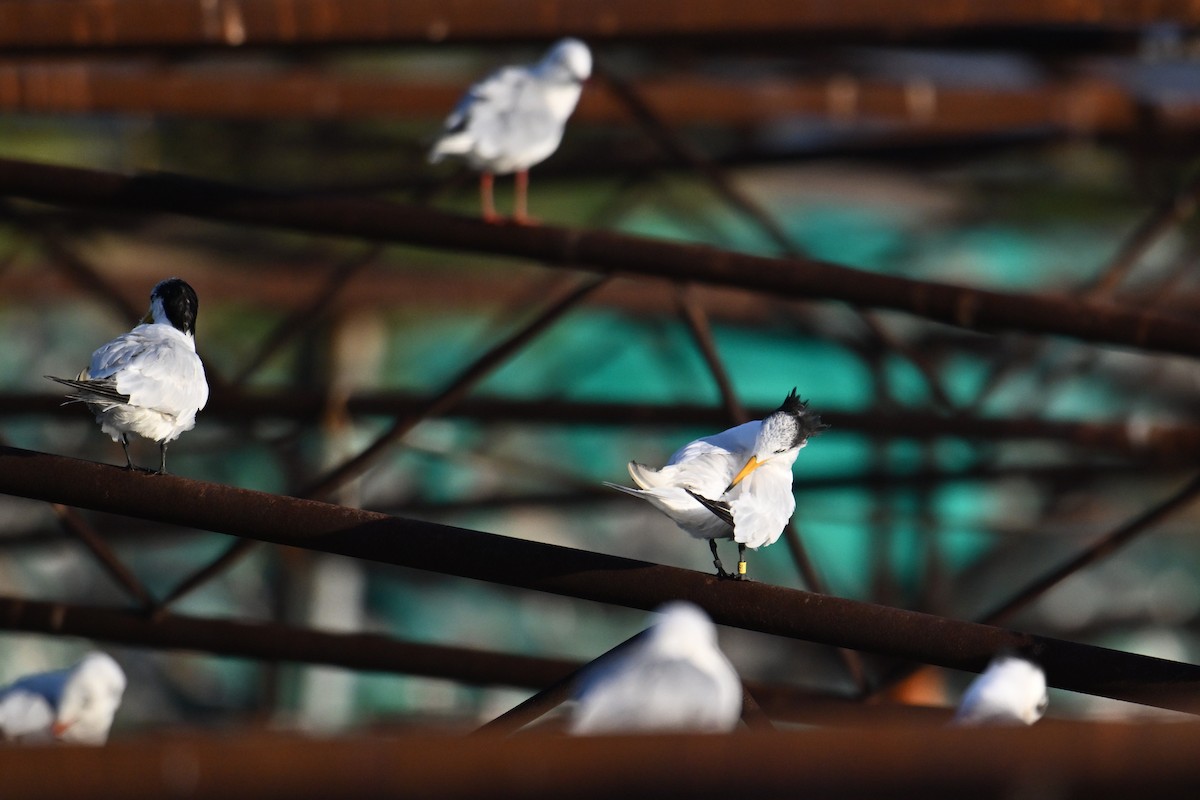 Chinese Crested Tern - ML642379399