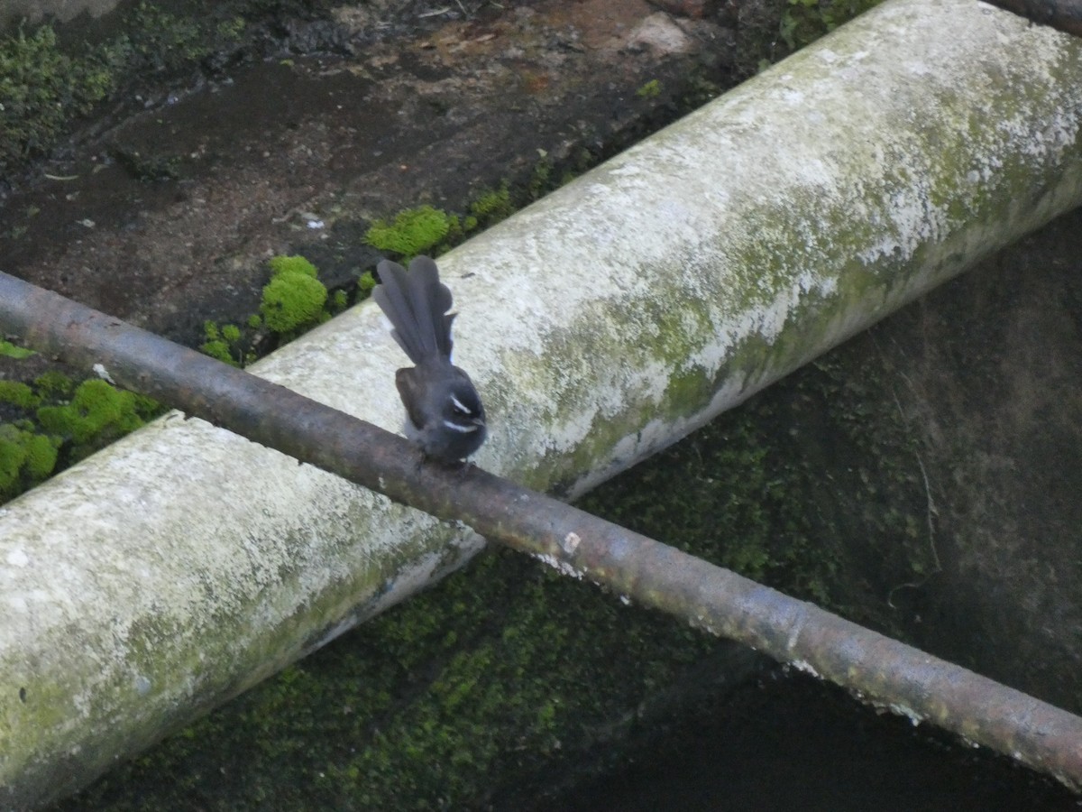 White-throated Fantail - ML642379413