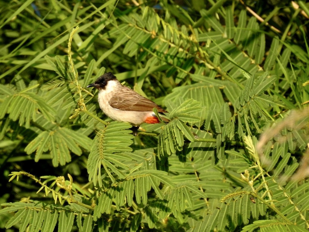 Sooty-headed Bulbul - ML642379414
