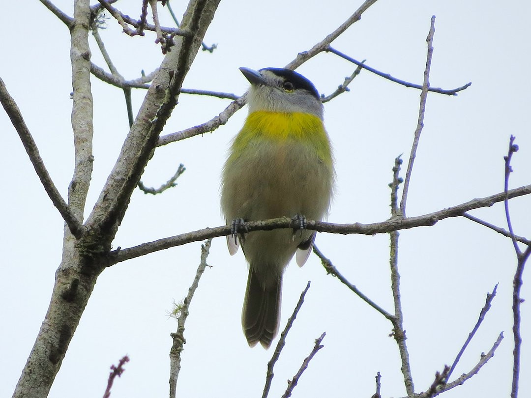 Green-backed Becard (Green-backed) - ML642379423