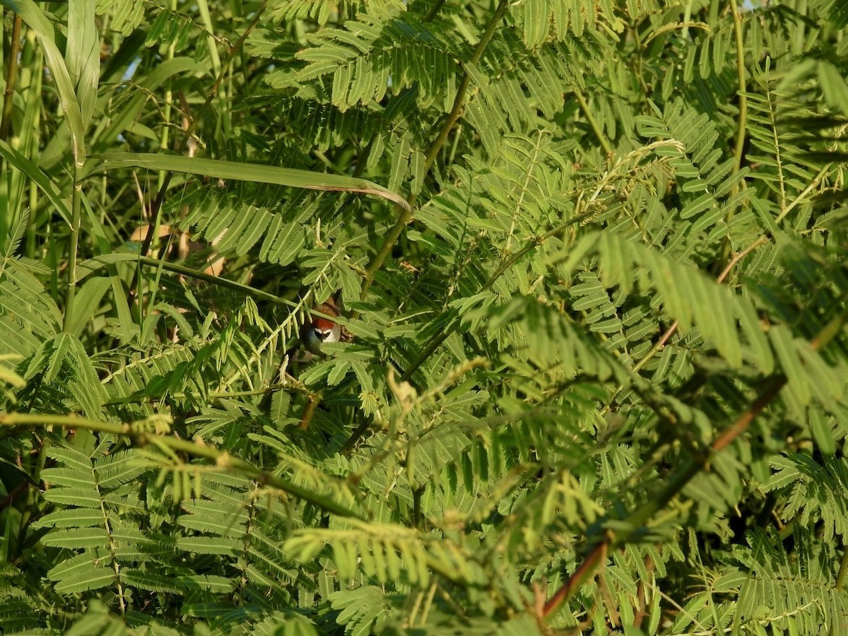 Chestnut-capped Babbler - ML642379432