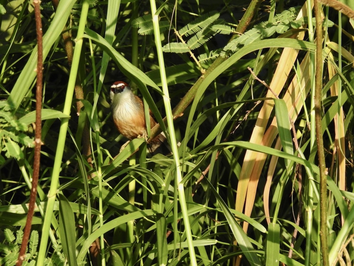 Chestnut-capped Babbler - ML642379433