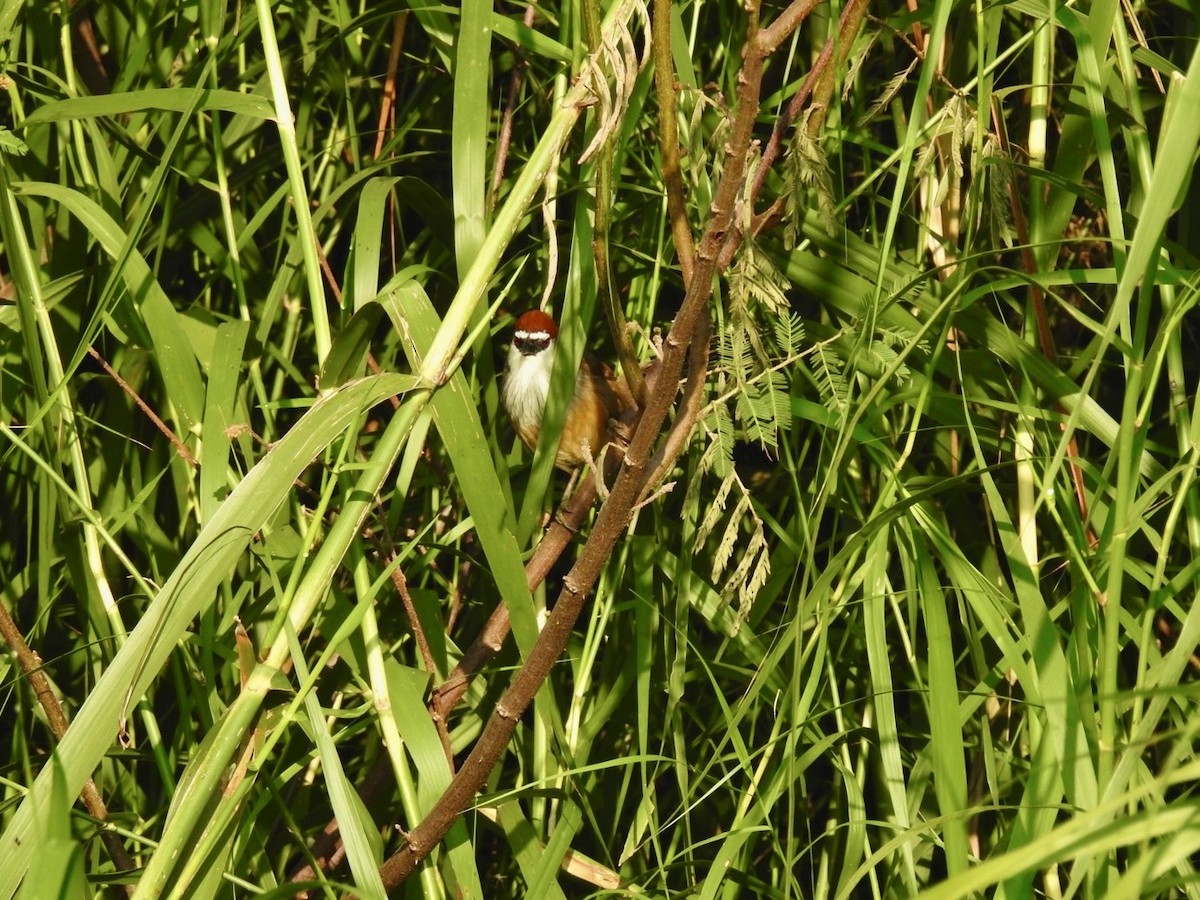 Chestnut-capped Babbler - ML642379434