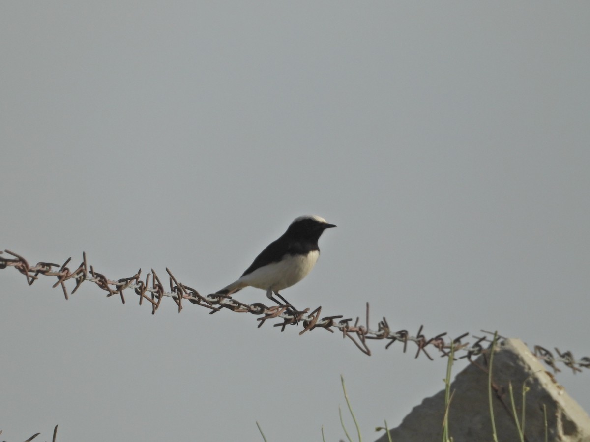 Variable Wheatear - ML642379439