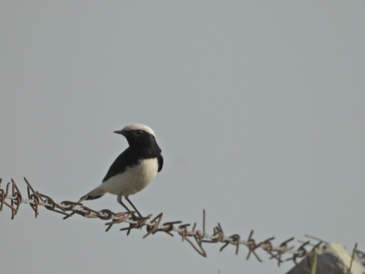 Variable Wheatear - ML642379440