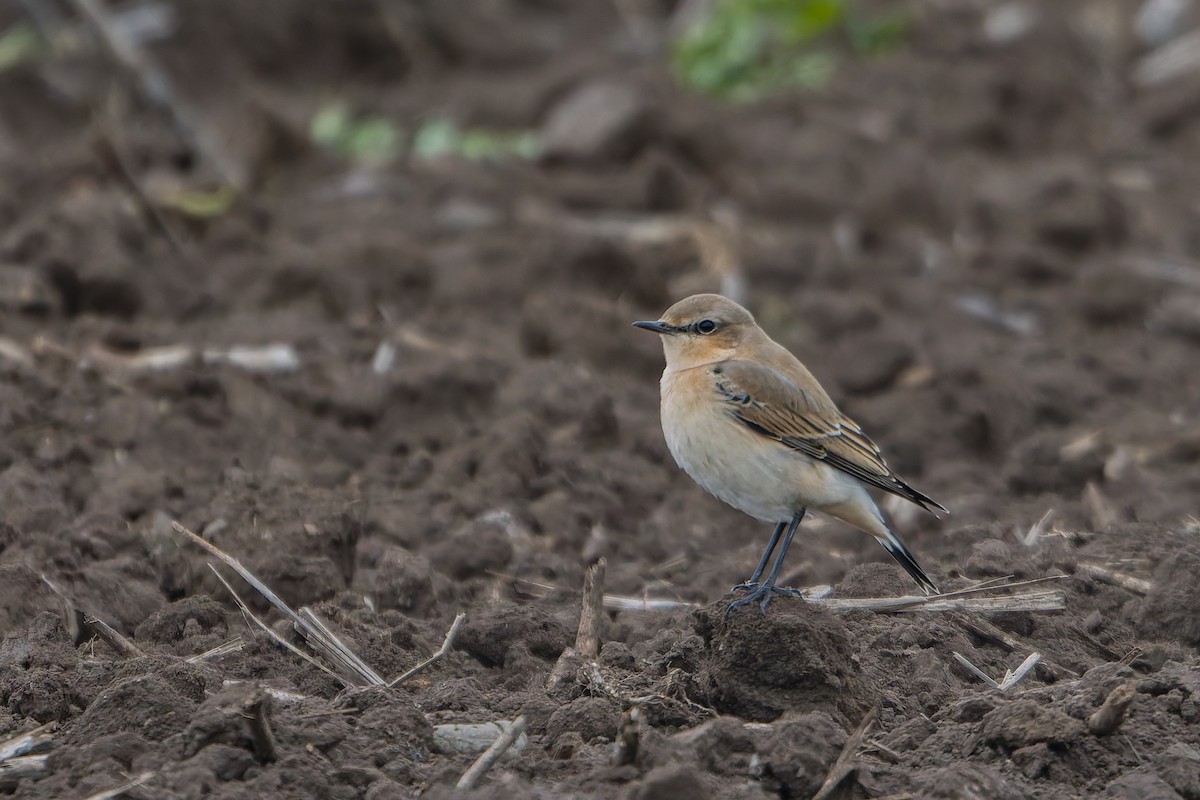 Northern Wheatear - ML642379442