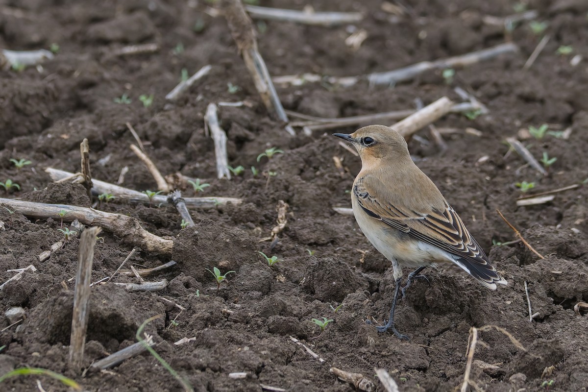 Northern Wheatear - ML642379443