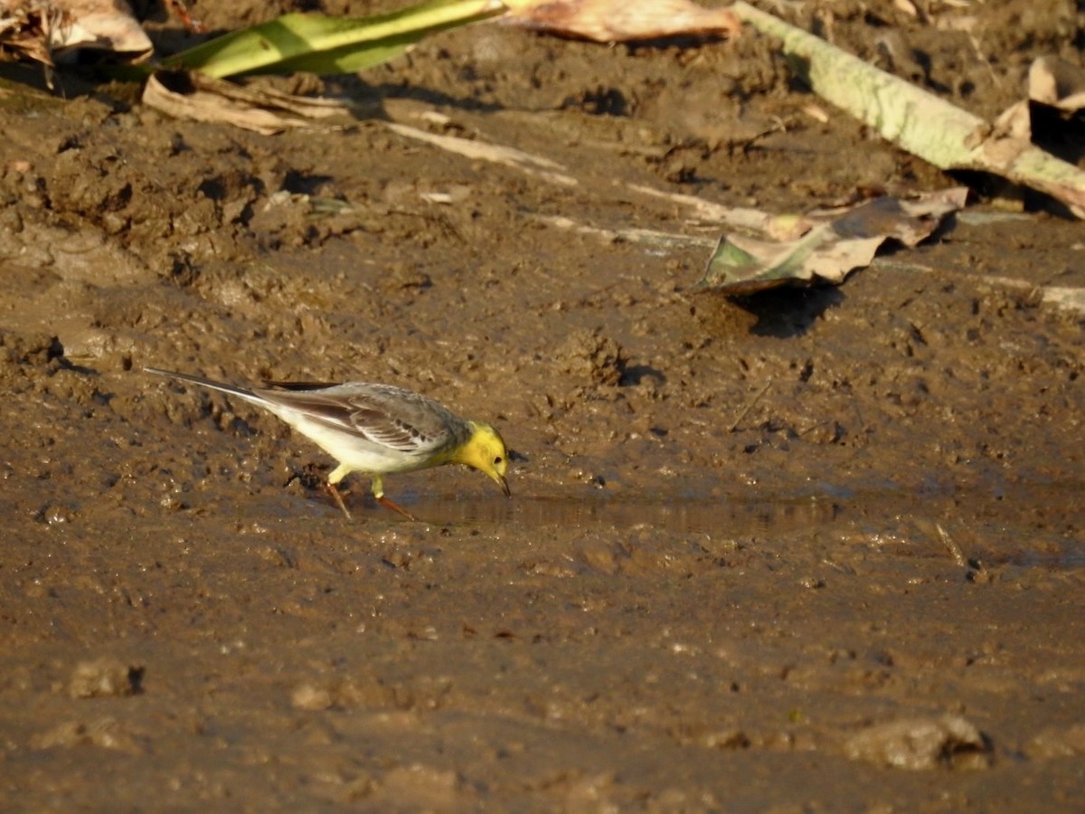 Citrine Wagtail - ML642379445