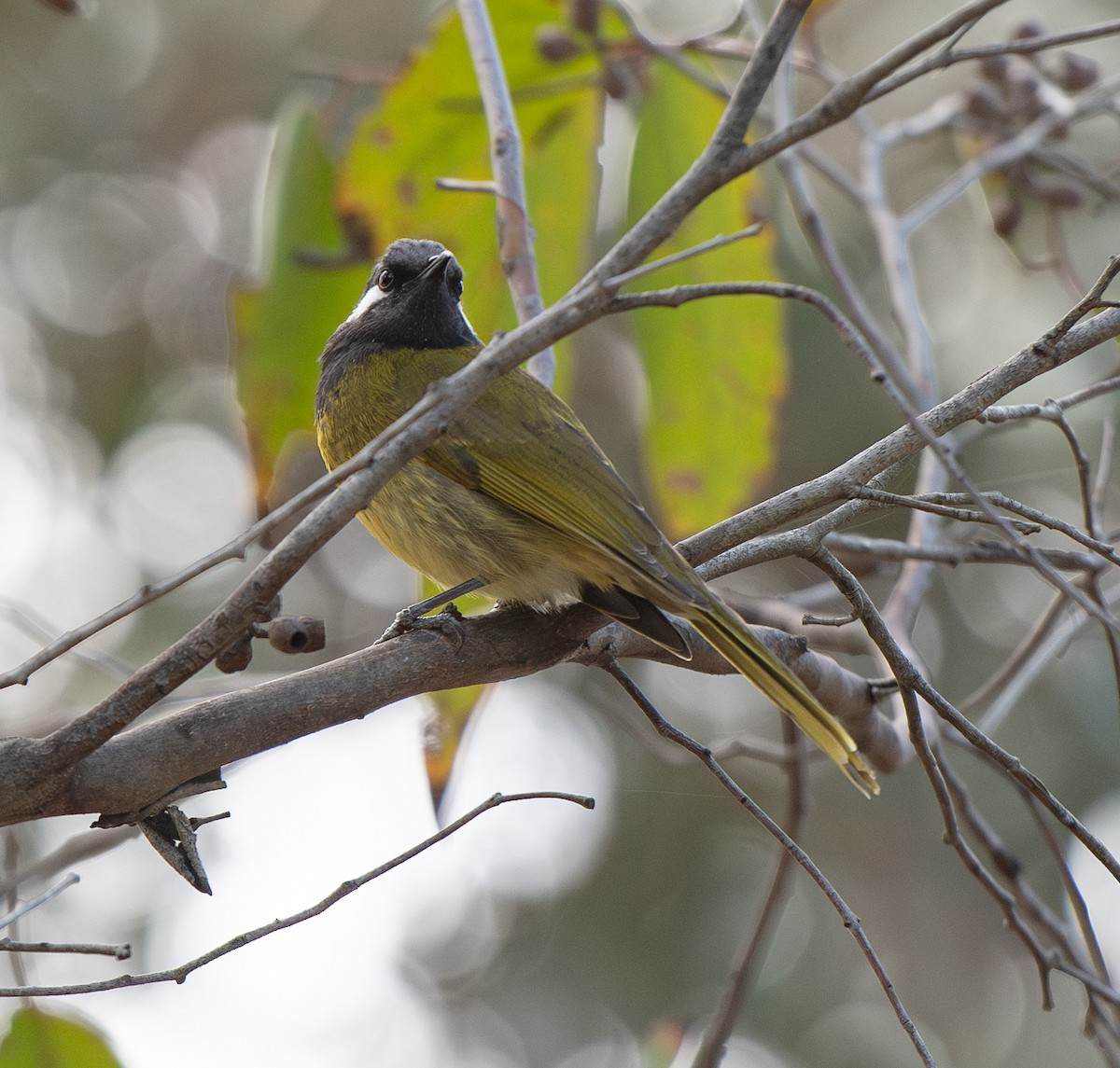 White-eared Honeyeater - ML642379450