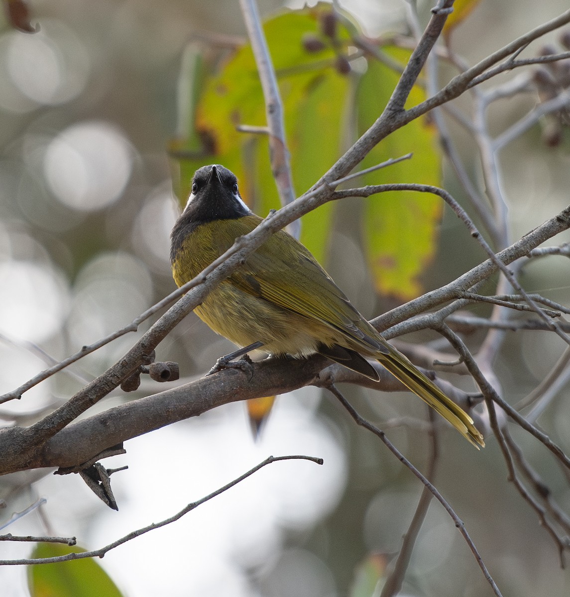White-eared Honeyeater - ML642379454