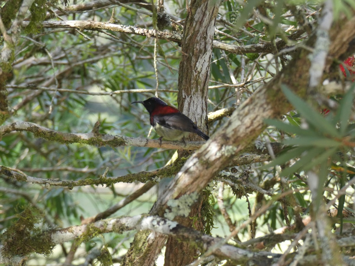 Black-throated Sunbird - ML642379459